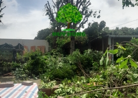 CẮT CÂY QUẬN TÂN BÌNH