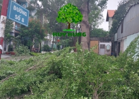 CẮT CÂY QUẬN 9