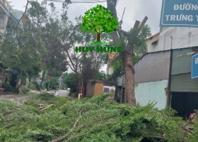 CẮT CÂY QUẬN 11