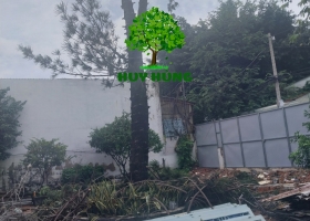 CẮT CÂY QUẬN 7