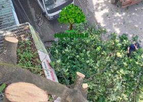 CẮT CÂY QUẬN 10