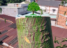 CẮT CÂY QUẬN 8
