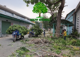 Dịch vụ Đốn hạ cây xanh quận Tân Phú