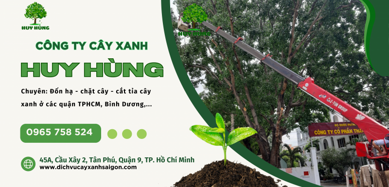 Dịch vụ đốn hạ cây xanh TPHCM