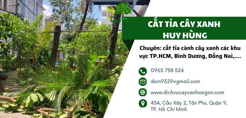 Dịch vụ cắt tỉa cây xanh Quận Thủ Đức