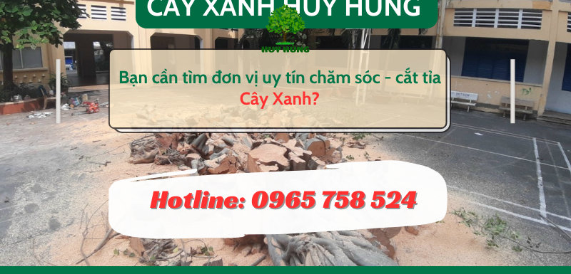 Dịch vụ trồng cây xanh sài gòn 
