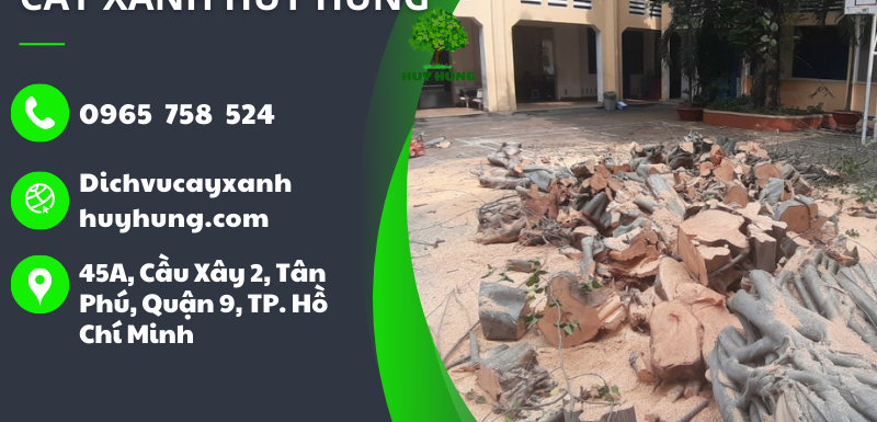 Dịch vụ cắt tỉa cây xanh chuyên nghiệp, hiệu quả