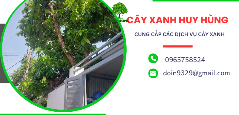 Đơn vị chặt cây giá rẻ tại Hóc Môn