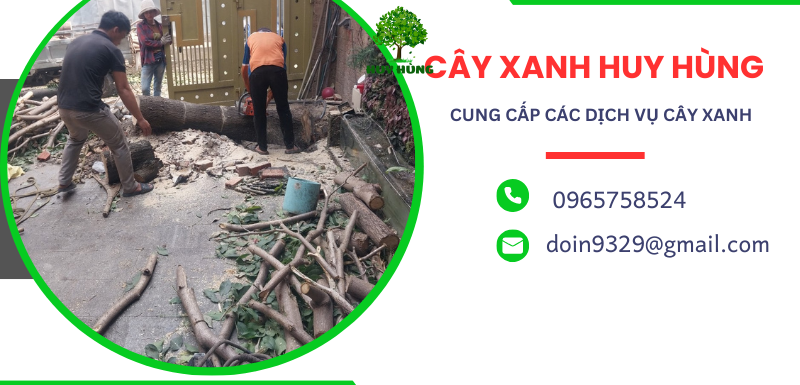 Chặt cây xanh giá rẻ, uy tín, an toàn tại Tân Phú