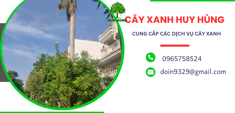 Thi công cưa cây xanh an toàn, giá rẻ tại Tân Bình