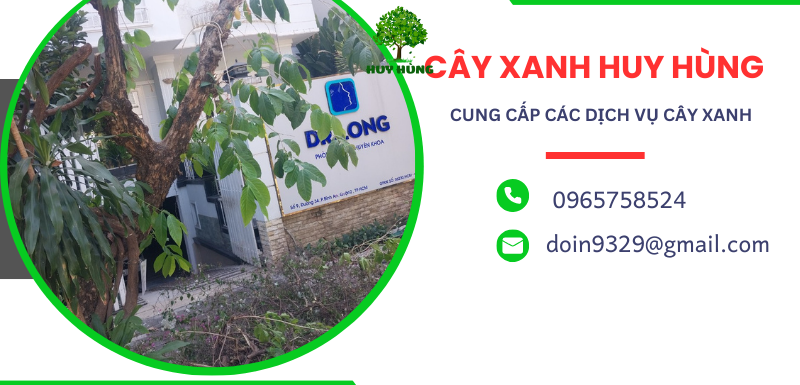 Giá dịch vụ cắt tỉa cây xanh tại Biên Hòa