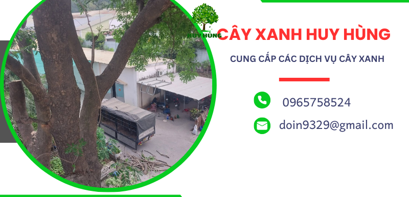 Bứng cây xanh giá rẻ uy tín tại Biên Hòa