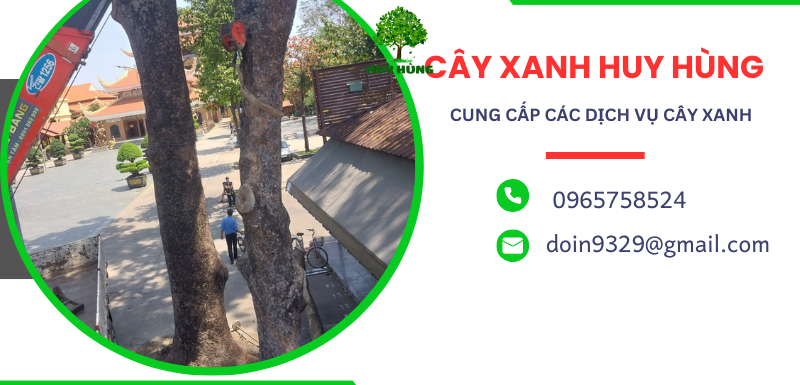 Lợi ích của việc có cây xanh trong không gian sống và làm việc