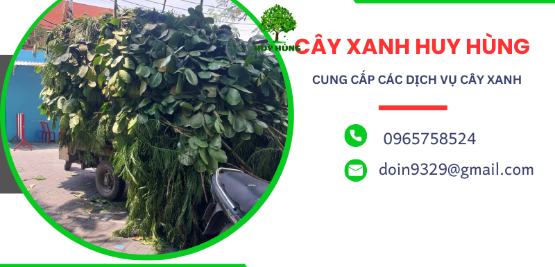 Dịch Vụ Cưa Cắt và Bứng Cây Xanh Tại Bình Tân - Tiết Kiệm Thời Gian và Chi Phí