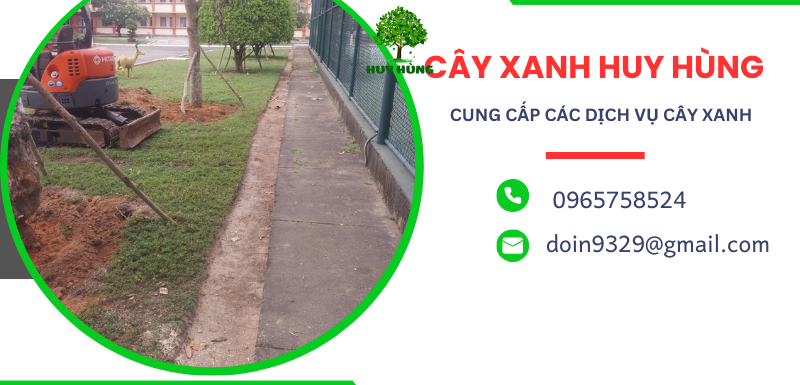 Chặt, Cưa, Bứng Cây Xanh Tại Bình Thạnh - Cam Kết Chất Lượng và An Toàn