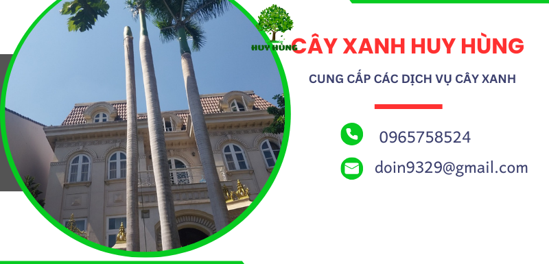 Bứng Cây Xanh Tại Bình Chánh - Dịch Vụ An Toàn và Đúng Quy Trình
