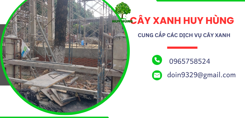 Dịch Vụ Chặt Cây Xanh Giá Rẻ Tại Bình Tân - Đội Ngũ Kinh Nghiệm và Trang Thiết Bị Hiện Đại