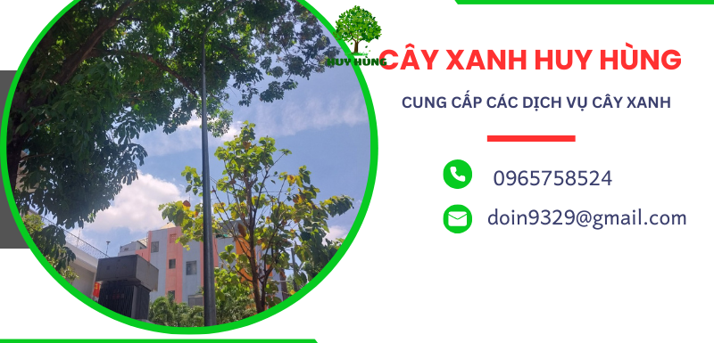 Cắt tỉa cây giá rẻ quận Bình Thạnh