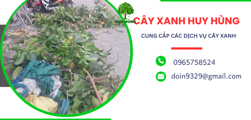 Cần Chặt, Cưa, Bứng Cây Xanh Ở Bình Thạnh? Chúng Tôi Có Giải Pháp Hiệu Quả Cho Bạn