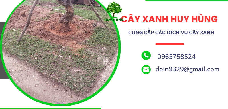 Giải Pháp Chặt, Cưa, Bứng Cây Xanh Tại Bình Tân - Dịch Vụ Nhanh Chóng và Tiết Kiệm