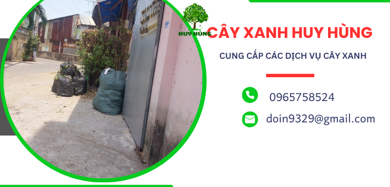 Dịch Vụ Chặt, Cưa, Bứng Cây Xanh Uy Tín Tại Bình Thạnh - Đảm Bảo An Toàn và Hiệu Quả