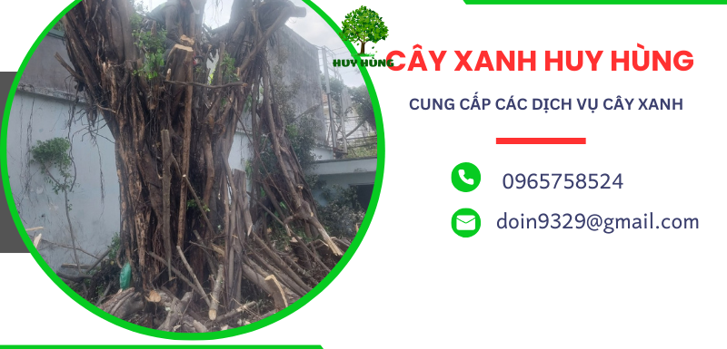 Dịch Vụ Chặt, Di Dời Cây Xanh Trước Mùa Mưa Bão Của Công Ty Huy Hùng: Giải Pháp Bảo Vệ Môi Trường Và Đô Thị