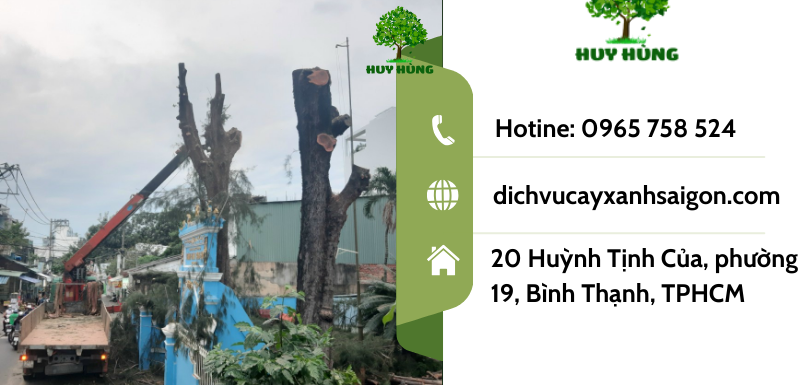 Dịch vụ cắt tỉa cây xanh quận 2