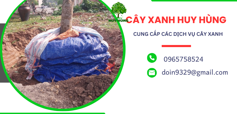 Cắt tỉa cây xanh giá rẻ tại Hóc Môn