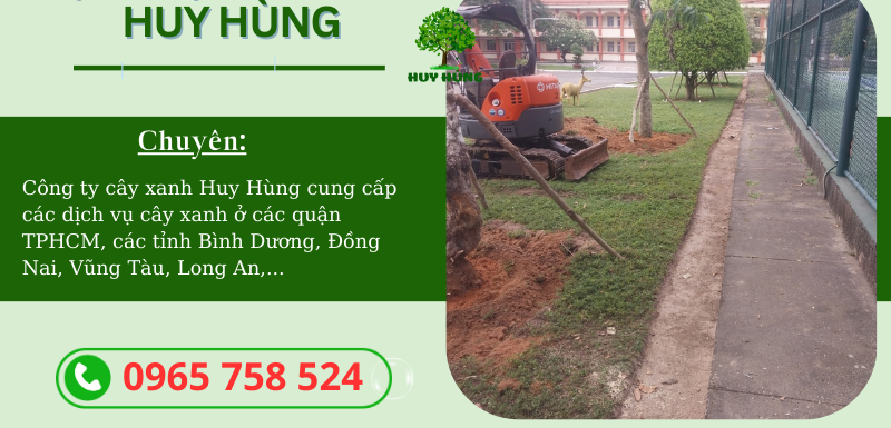 Ở ĐÂU CHẶT TỈA CÂY XANH GIÁ RẺ TẠI BIÊN HÒA, ĐỒNG NAI