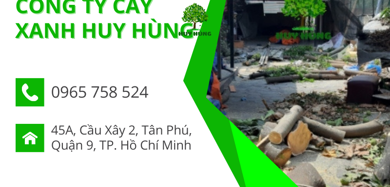 Dịch vụ cắt tỉa, chặt cây xanh TPHCM - An toàn - Hiệu quả