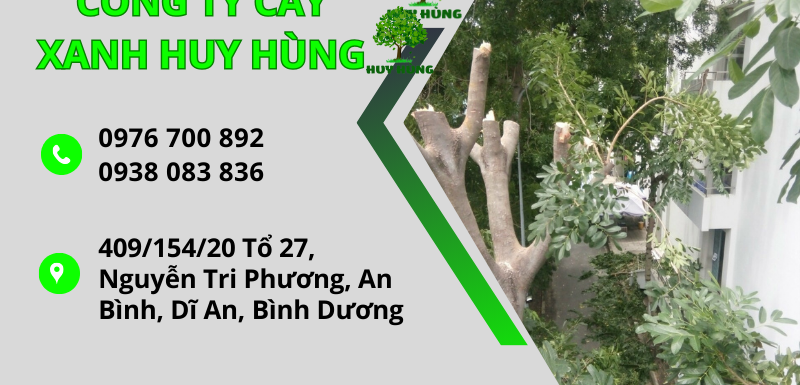 DỊCH VỤ CHẶT CÂY GIÁ RẺ TẠI TP HCM