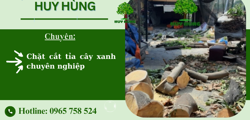 Dịch vụ bứng cây xanh tphcm