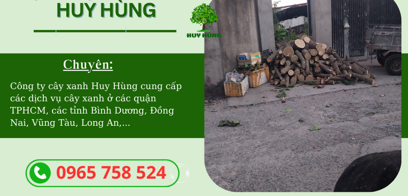 Chặt cây xanh Quận Tân Phú giá rẻ