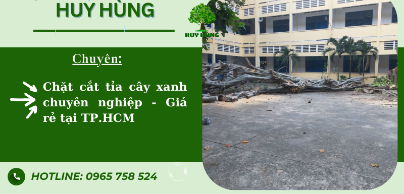 CHẶT CẮT TỈA CÂY XANH CHUYÊN NGHIỆP - GIÁ RẺ TẠI TP.HCM