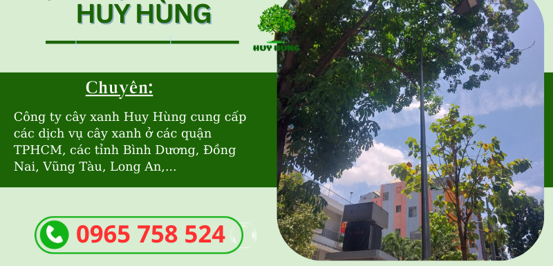 Chặt cây xanh giá rẻ tại Tân Bình