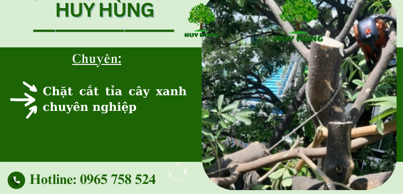 Dịch vụ cắt cây, chặt cây xanh TPHCM: Giá rẻ, uy tín, chất lượng!