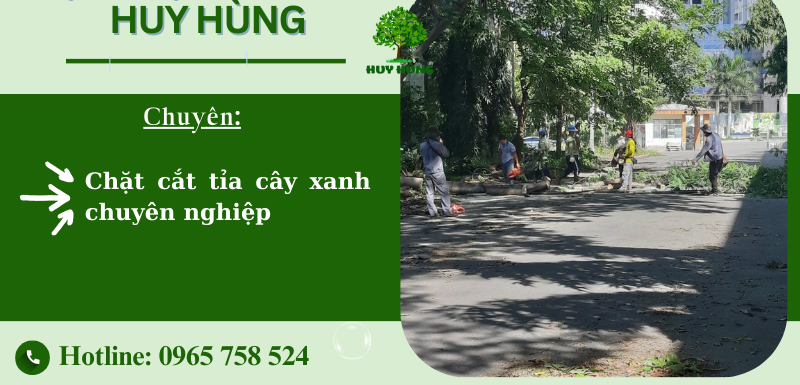 10 Loại Cây Xanh Phong Thủy Mang Lại May Mắn Cho Gia Đình | Dịch Vụ Cắt Tỉa Chăm Sóc Cây Xanh TPHCM 