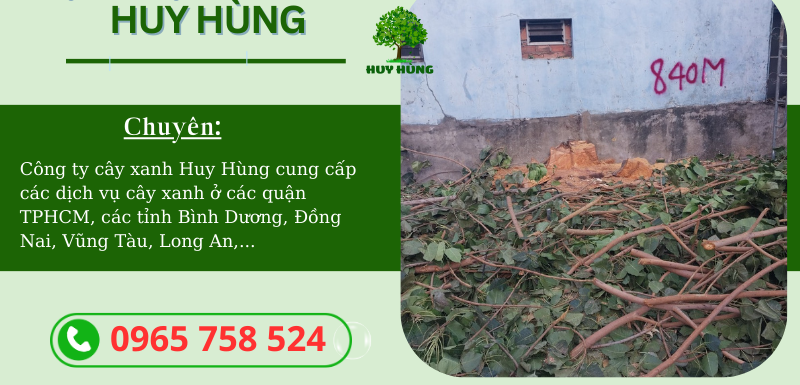Cưa cây xanh tại Quận Thủ Đức