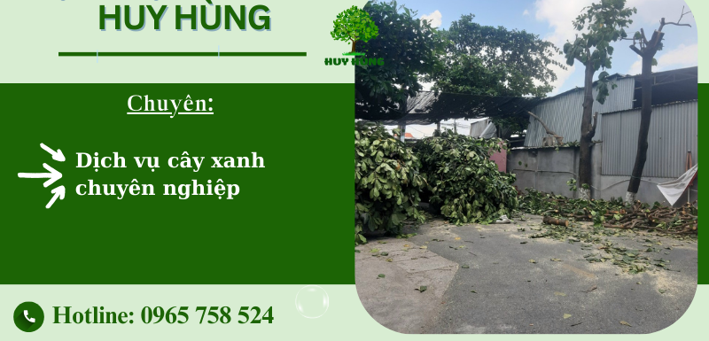 Thi công chặt cây xanh giá tốt tại Thuận An | Bình Dương