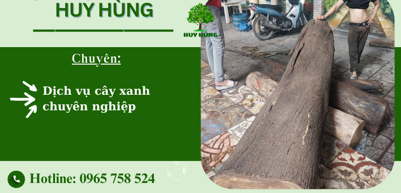 Ở ĐÂU THI CÔNG CHẶT CÂY XANH GIÁ RẺ TẠI TP HCM 