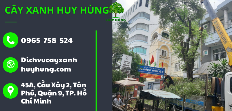 Giá dịch vụ cắt tỉa, chặt, bứng gốc cây xanh