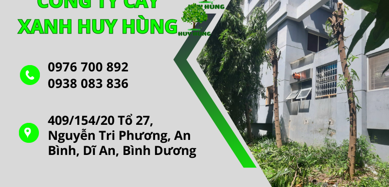 Thi công chặt cây giá rẻ tại Thủ Đức - Uy tín, An toàn, Nhanh chóng - Công ty cây xanh Huy Hùng