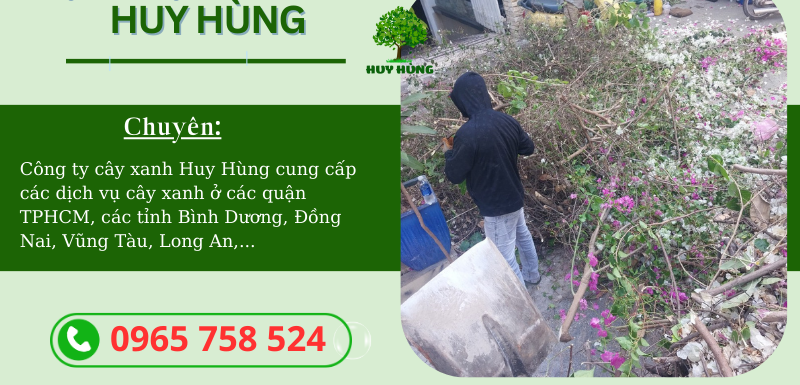 Chặt cây, cưa cây xanh tại Quận 1 - TPHCM