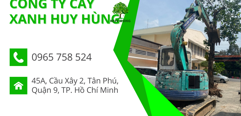 Dịch vụ cắt tỉa, chặt cây xanh chuyên nghiệp tại Thủ Đức