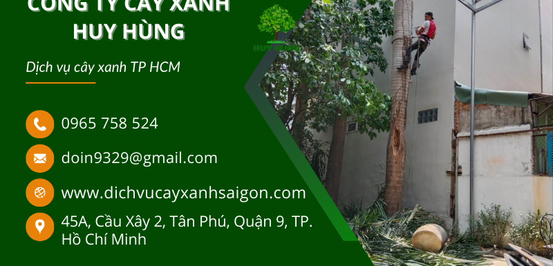 DỊCH VỤ CHẶT CÂY XANH TPHCM - CHẶT CÂY XANH HUY HÙNG