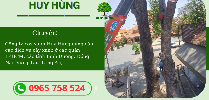 Dịch vụ tỉa cây xanh tại Dĩ An, Bình Dương