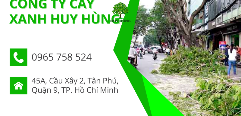 Dịch vụ cắt tỉa, chặt cây xanh giá rẻ tại Bình Dương