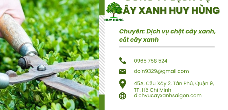 Dịch vụ chặt cây xanh tphcm