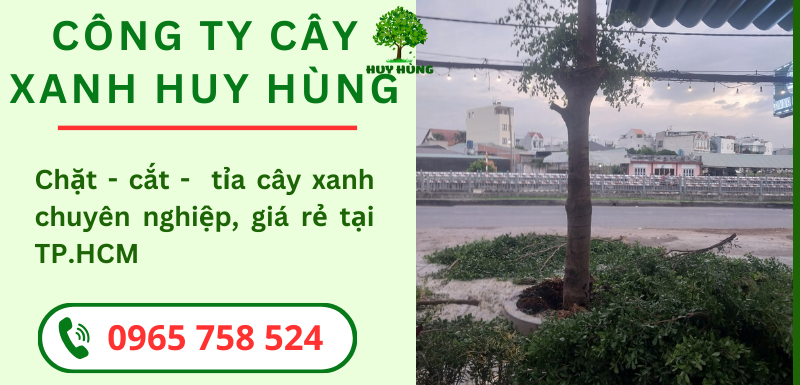 Cắt Tỉa, Chặt Hạ, Đào Bứng Cây giá rẻ tại TPHCM