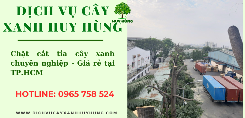 DỊCH VỤ CÂY XANH GIÁ RẺ TẠI QUẬN 9 TP. HỒ CHÍ MINH - CÂY XANH HUY HÙNG